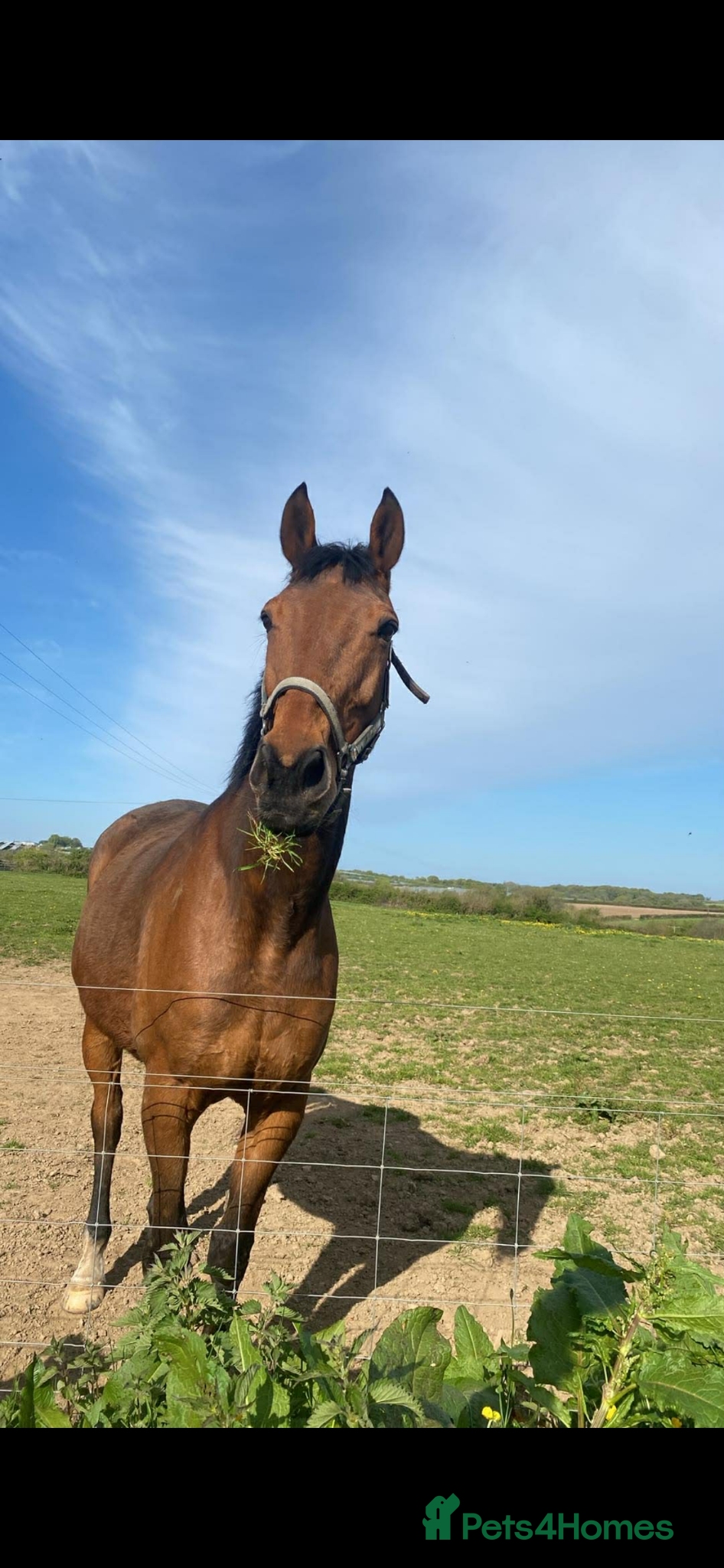 English Thoroughbred horses Ex race  - Advert 12