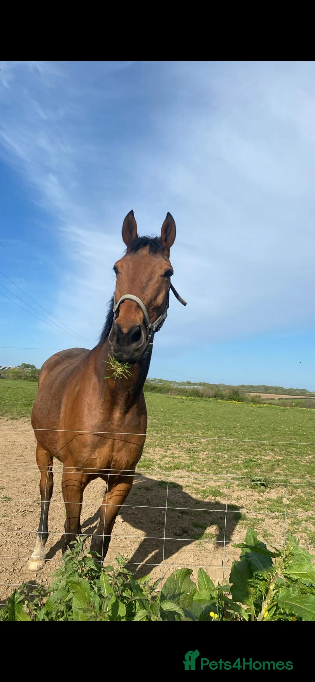 English Thoroughbred horses for sale: Ex race  - Advert 1