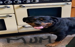 Rottweiler dogs for sale: Chunky Rottweiler Puppies  - Image 37