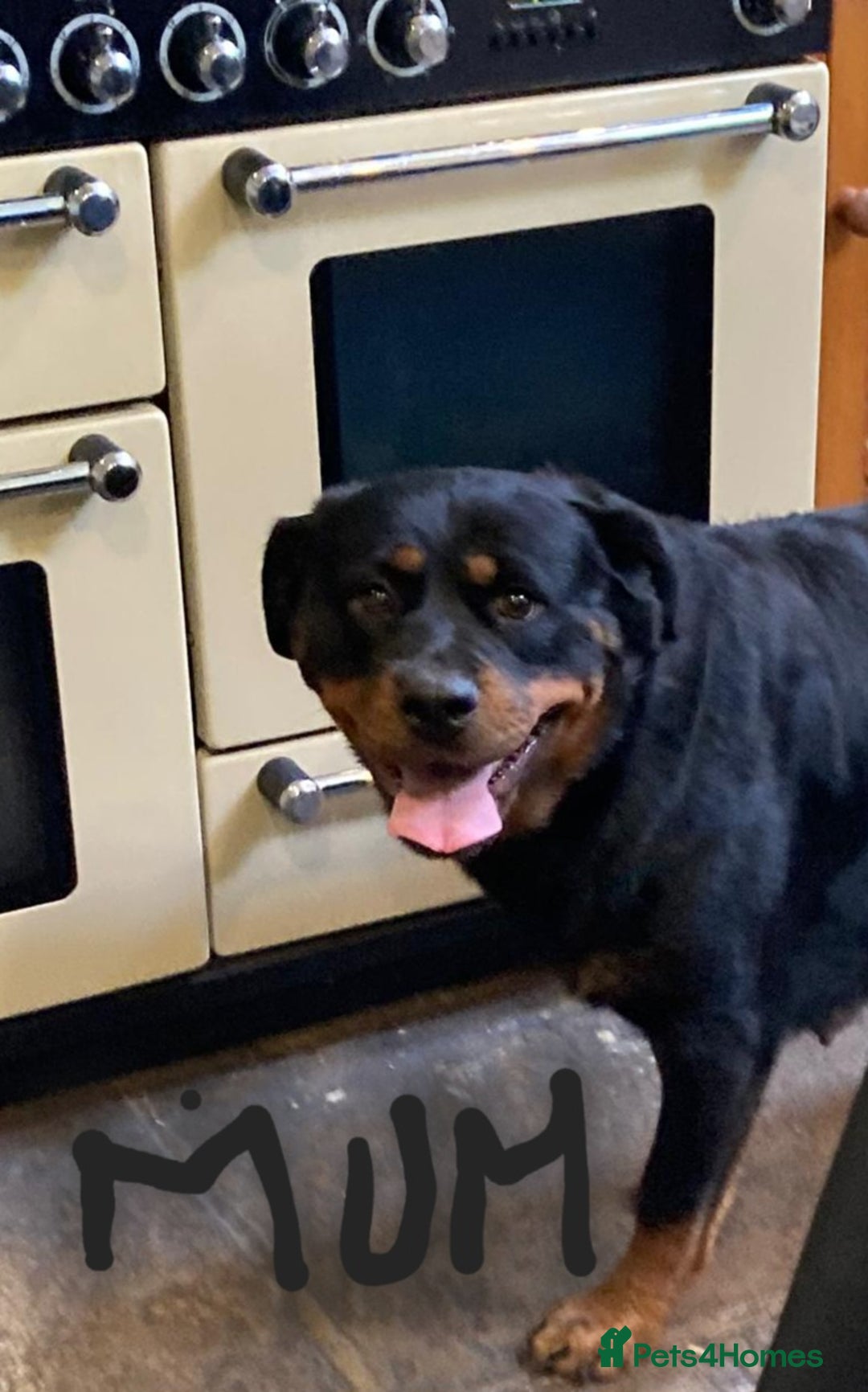 Rottweiler dogs for sale: Chunky Rottweiler Puppies  - Image 37