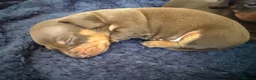 Miniature Dachshund dogs for sale: Smooth haired miniature dacshund - Advert 3