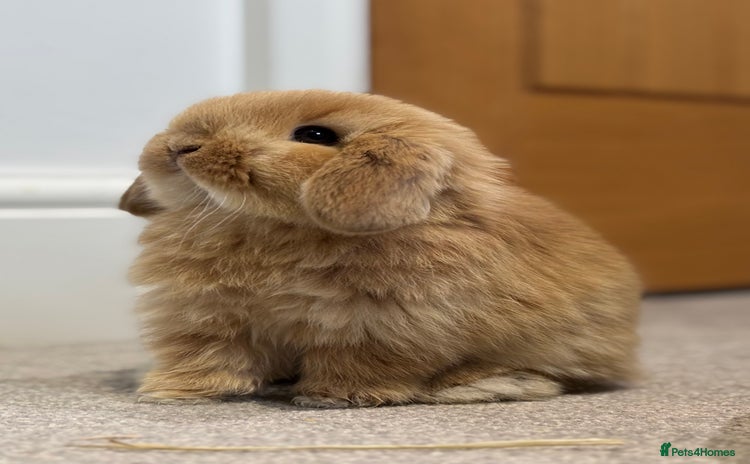 Mini Lop rabbits 5 week old pure mini lop ready to reserve - Advert 1