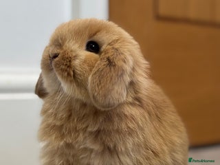Mini Lop rabbits 5 week old pure mini lop ready to reserve - Advert 3