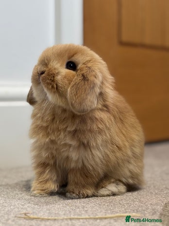 Mini Lop rabbits 5 week old pure mini lop ready to reserve - Advert 1