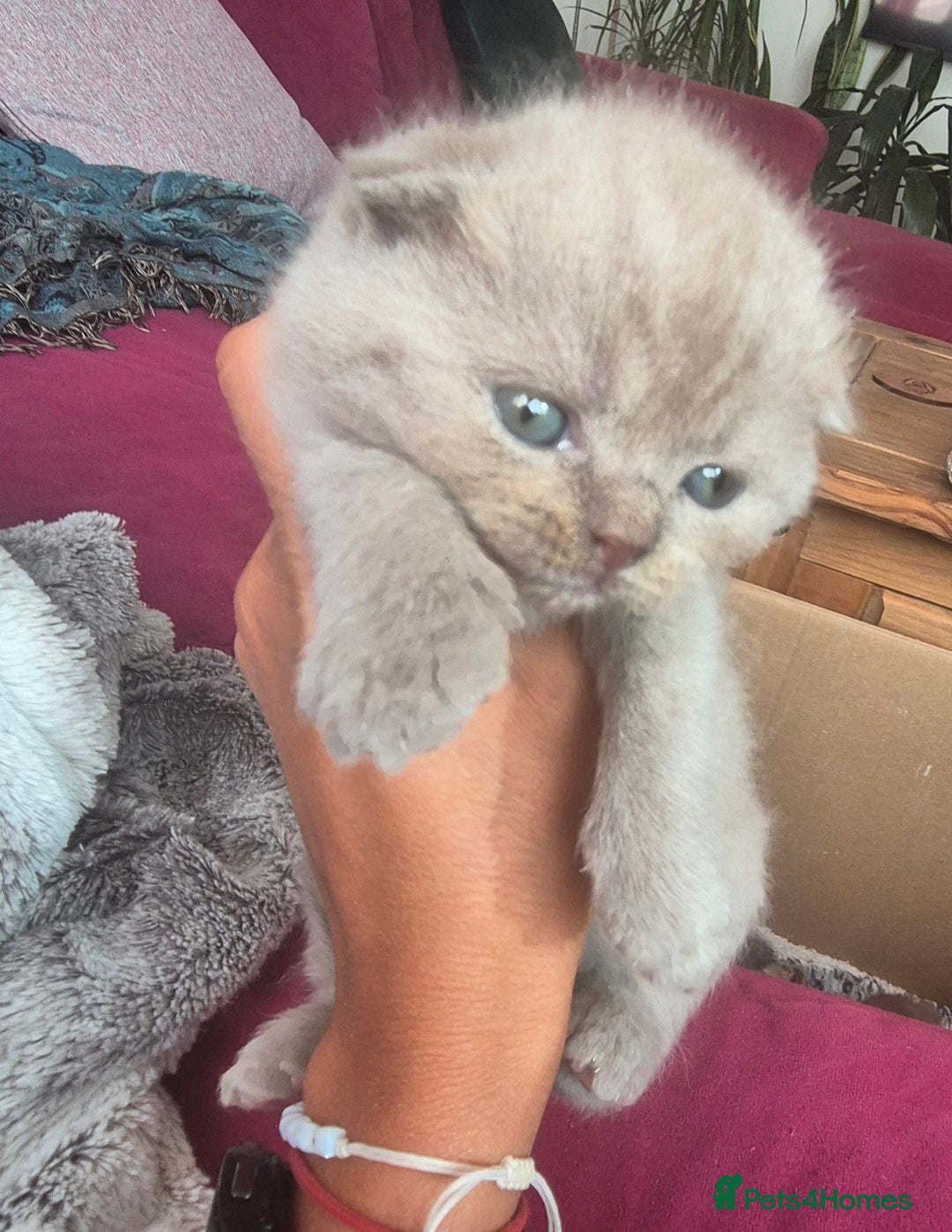 Scottish Fold cats for sale: Scottish fold and straight kittens  - Image 10