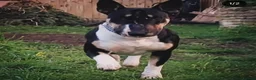 English Bull Terrier dogs for sale: 8 QUALITY BISONBULLIE BABIES  in Slough - Advert 20