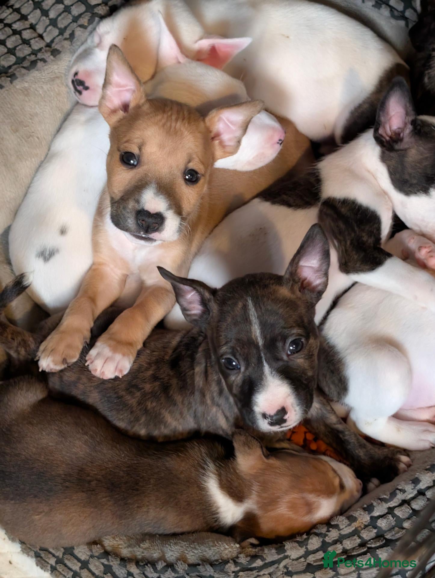 Mixed Breed dogs 8 staffy x English bull terrier puppies - Advert 1