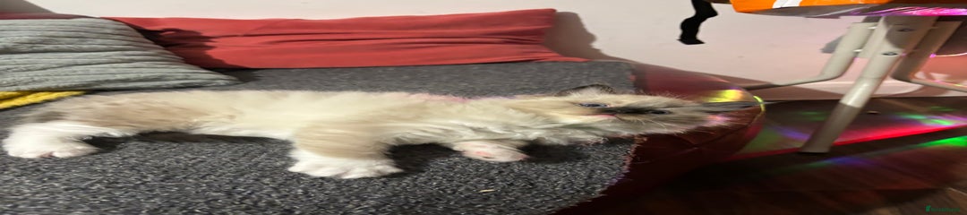 Ragdoll Kitten 2