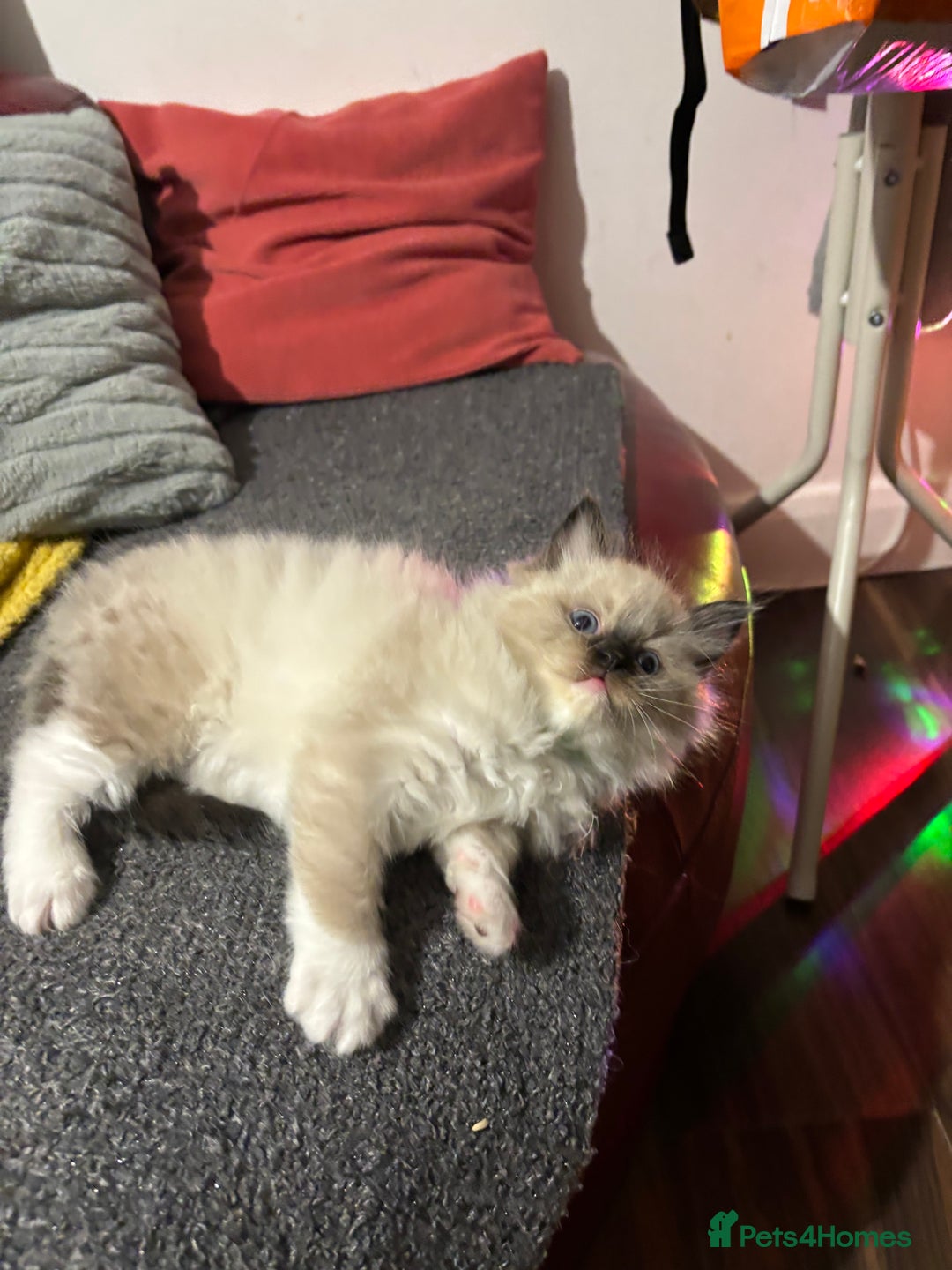 Ragdoll cats for sale: Pure Fluffy Ragdoll kittens - Image 9