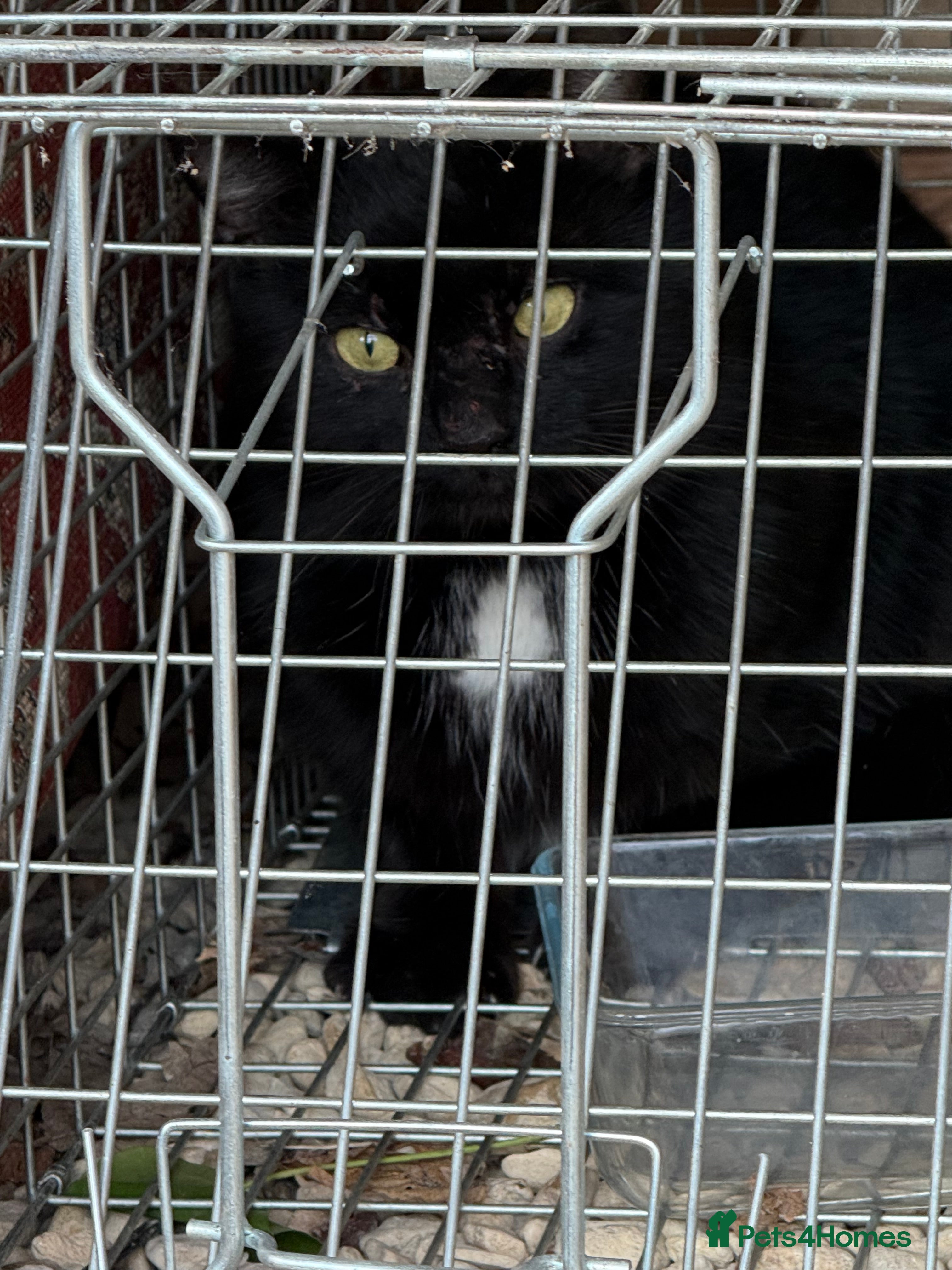 Mixed Breed cats Feral neutered farm cat seeks rural home  - Advert 1