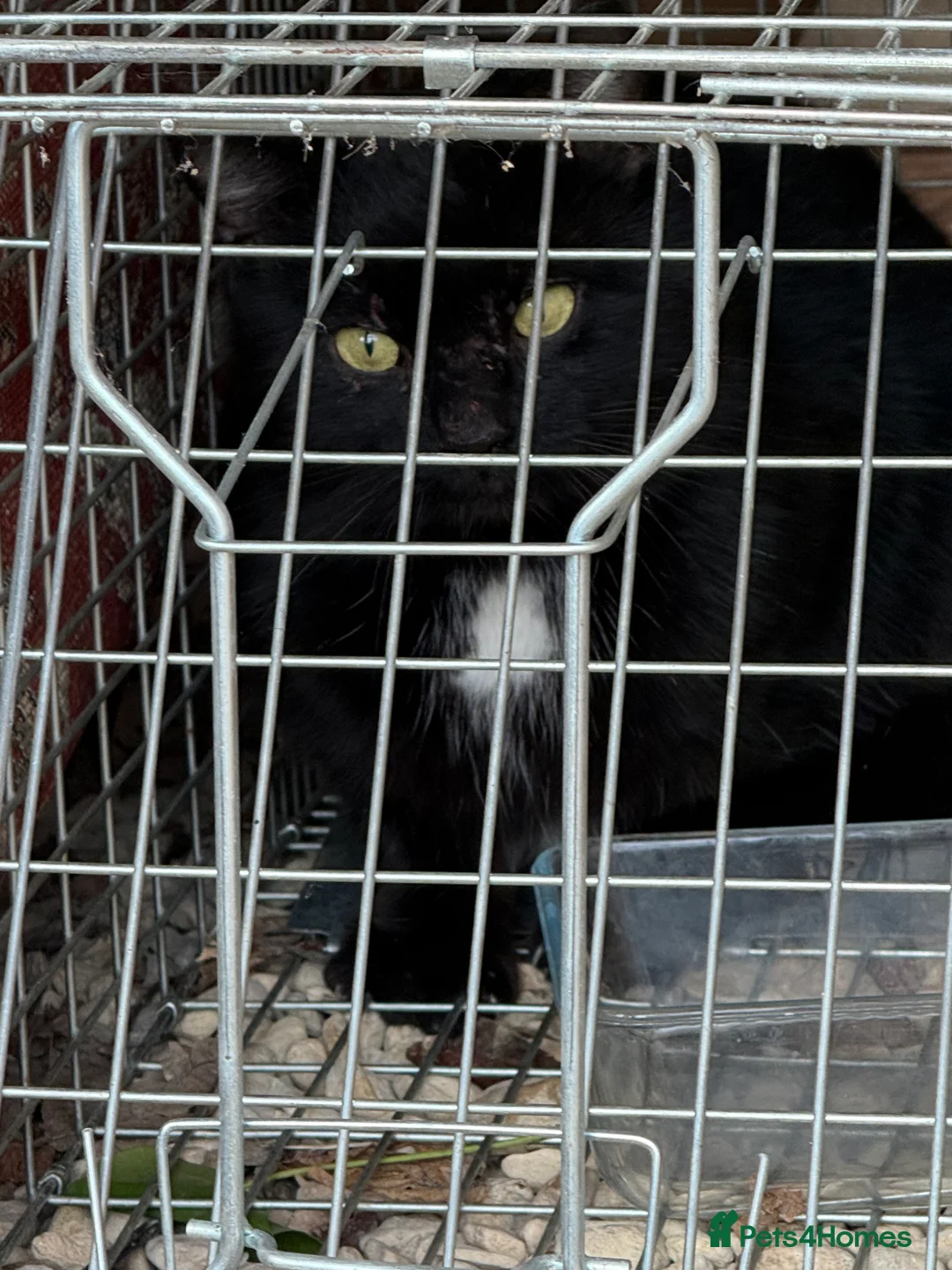 Mixed Breed cats for sale: Feral neutered farm cat seeks rural home  - Advert 1