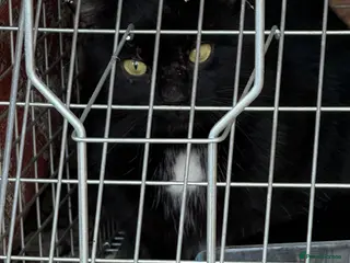 Mixed Breed cats Feral neutered farm cat seeks rural home - Advert 6