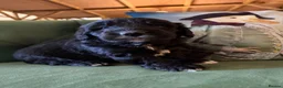 Sheepadoodle dogs for sale: Midi Size Sheepadoodles 20 kilos  - Advert 12