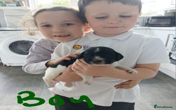 Sprocker dogs for sale: READY NOW !! 3 sprocker spaniels left  👀🏡✨️ in Wakefield - Image 30