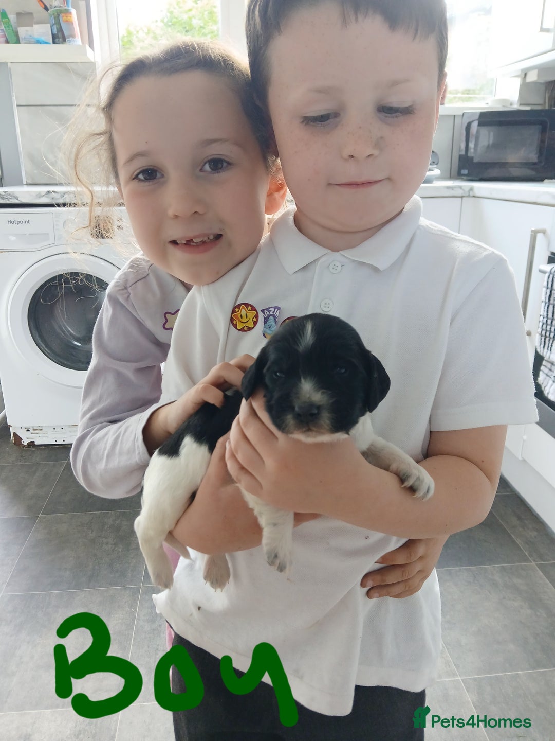 Sprocker dogs for sale: READY NOW !! 3 sprocker spaniels left  👀🏡✨️ in Wakefield - Image 30