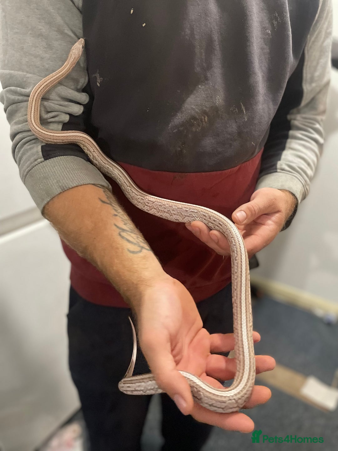 Python Snake reptiles for sale: Corn snakes - Advert 8