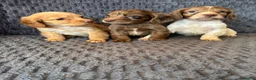 Cocker Spaniel dogs for sale: Cocker spaniel Puppies  in Leicester - Advert 5