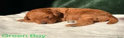 Cockapoo dogs for sale: Gorgeous Curly F1bb Cockapoos - Advert 6