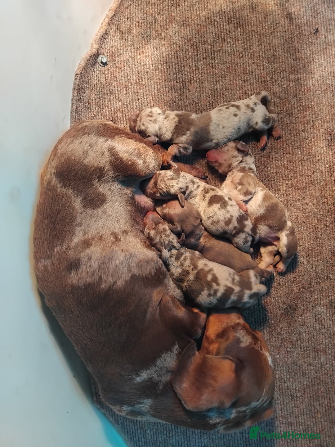 Miniature Dachshund dogs for sale: Miniature dashchund  - Image 7