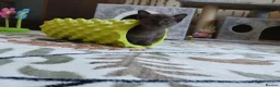 Burmese cats for sale: Beautiful Chocolate & Brown Burmese Kittens. GCCF  - Advert 1