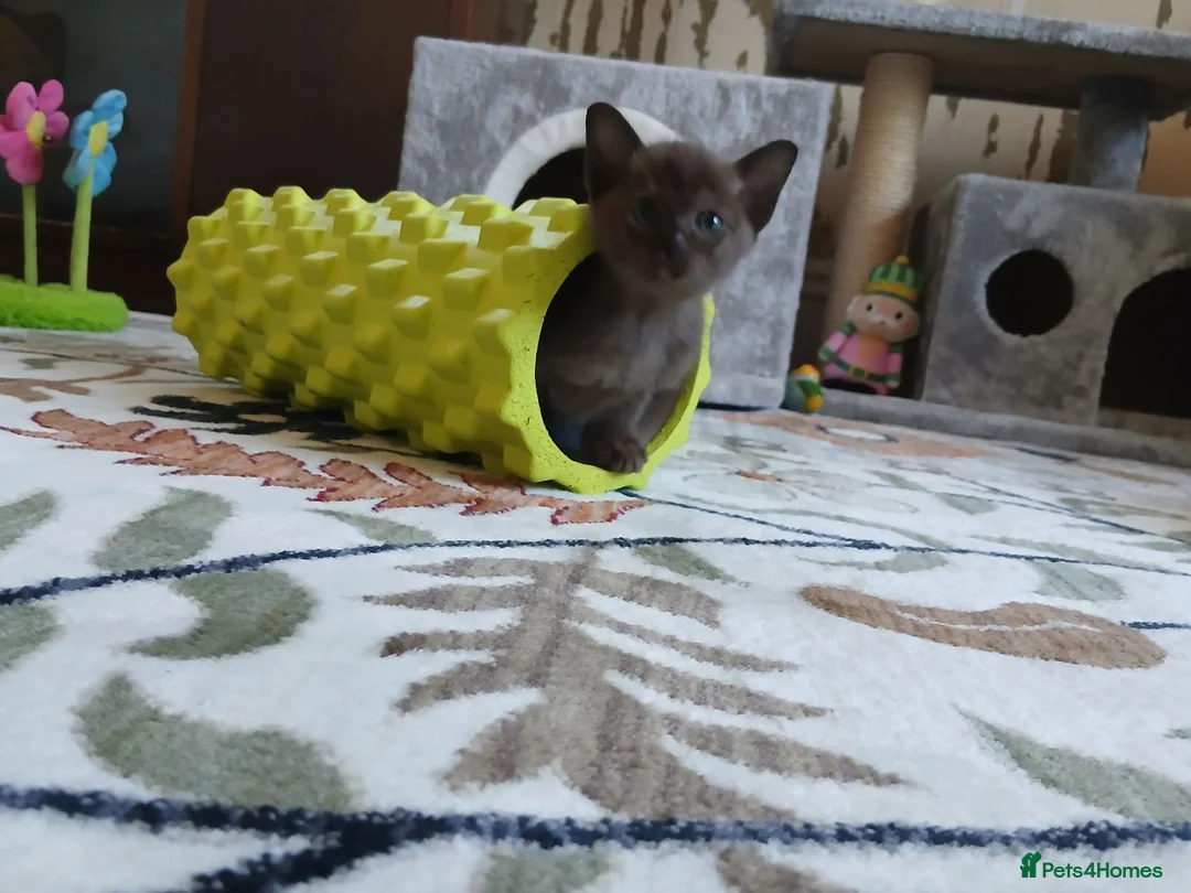 Burmese cats for sale: Beautiful Chocolate & Brown Burmese Kittens. GCCF  - Advert 1