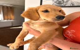 Golden Retriever dogs for sale: Golden Retriever Puppies  - Image 8