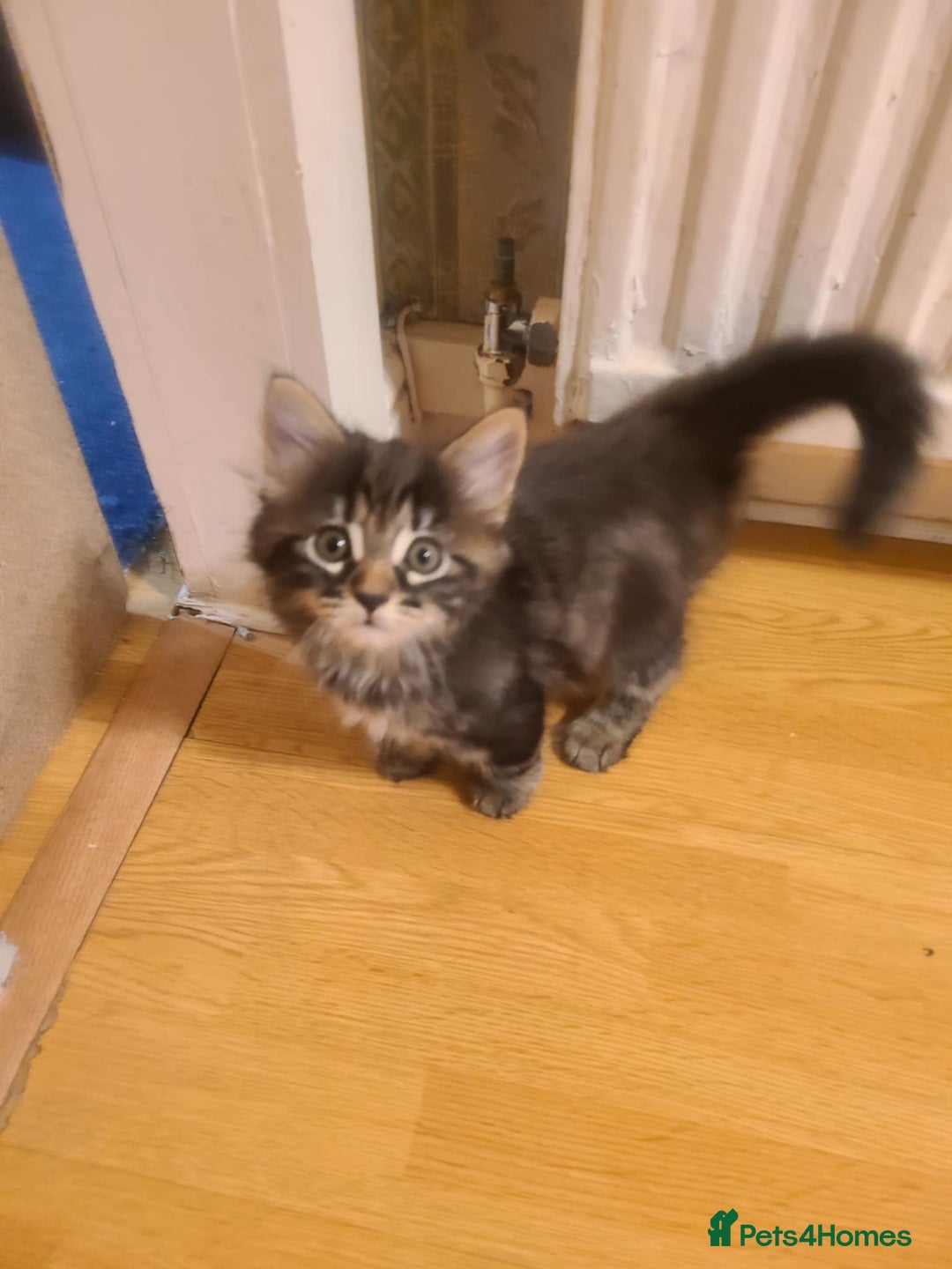 Mixed Breed cats for sale: 4 flufball looking for new home - Image 4