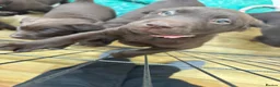 Labrador Retriever dogs for sale: Beautiful Chocolate Labrador Puppies - 09/03/2026 - Advert 12
