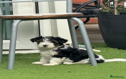 Biewer Terrier dogs for sale: BIEWER TERRIERS  - Image 2