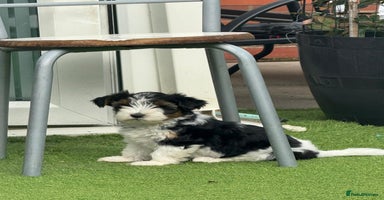 Biewer Terrier dogs - Advert 10