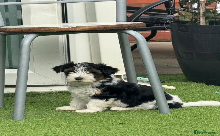 Biewer Terrier dogs - Advert 1