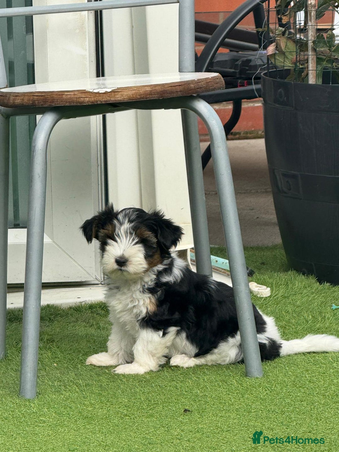 Biewer Terrier dogs for sale: BIEWER TERRIERS  - Image 2
