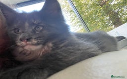 Maine Coon cats for sale:  Gccf registered Main Coon Kittens  - Image 21
