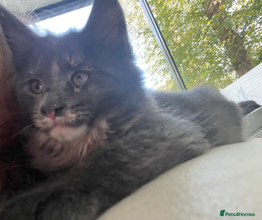 Maine Coon cats for sale:  Gccf registered Main Coon Kittens  - Image 21
