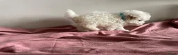 Maltipoo dogs for sale: Tiny maltipoo puppies  - Advert 13