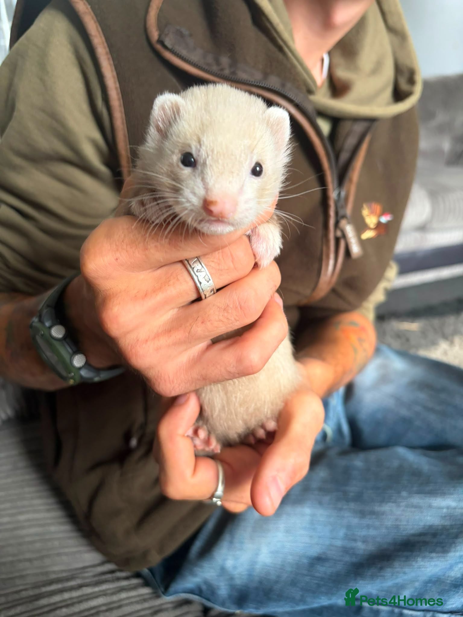 Ferret rodents Baby ferret (girl) - Advert 1