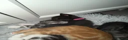 Maine Coon cats for sale: Maine coon mixed kittens  - Advert 8