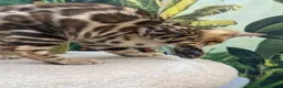 Bengal cats for sale: 🩷 Stunning TICA ✨ Health tested Bengal kitten  - Advert 13