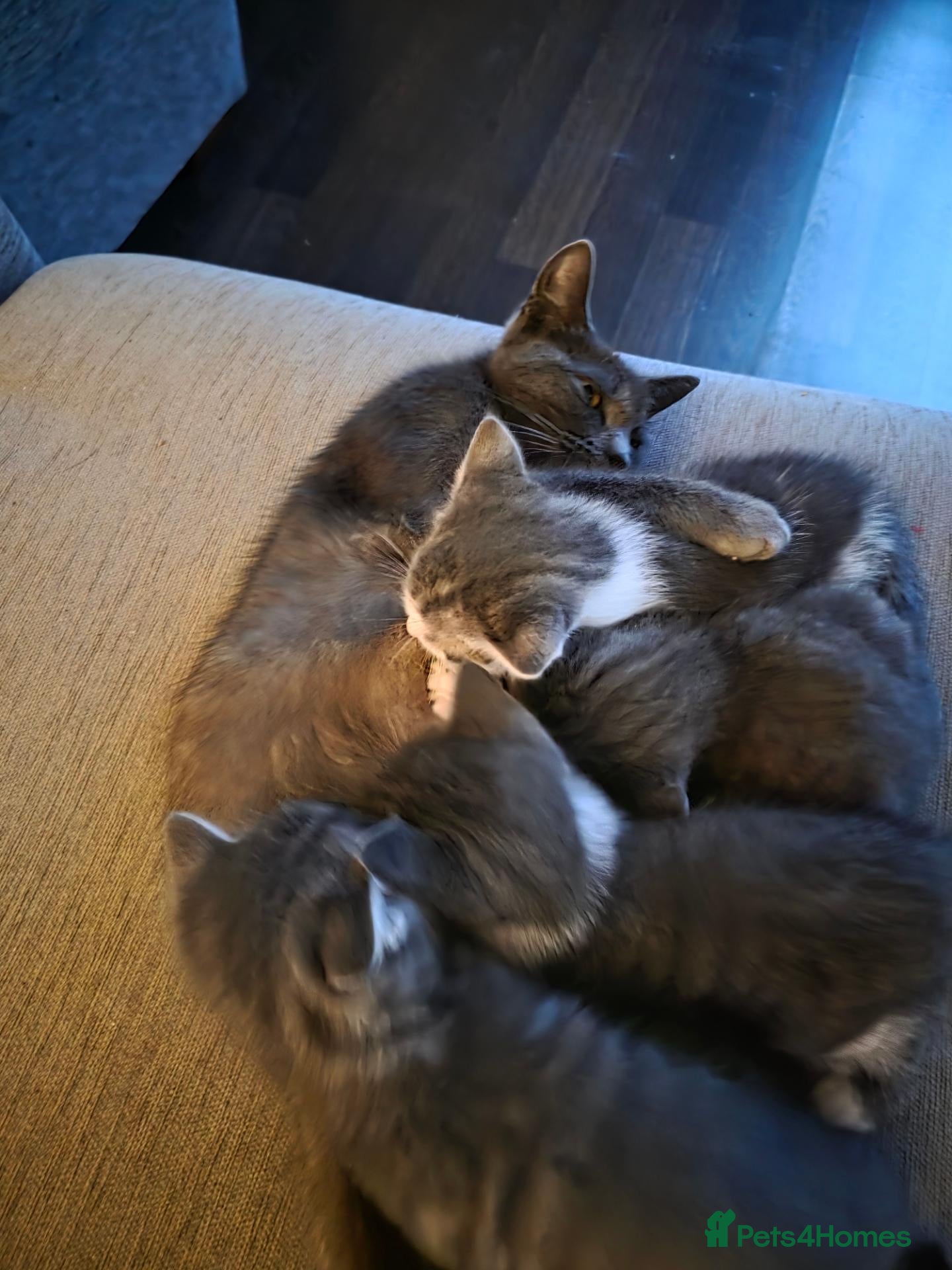 Mixed Breed cats for sale: 5 kittens available for sale - Advert 20