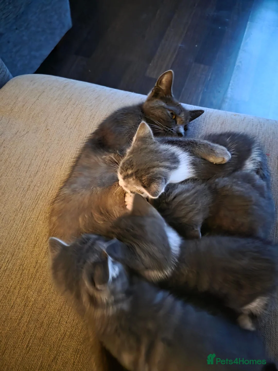 Mixed Breed cats for sale: 5 kittens available for sale - Advert 1
