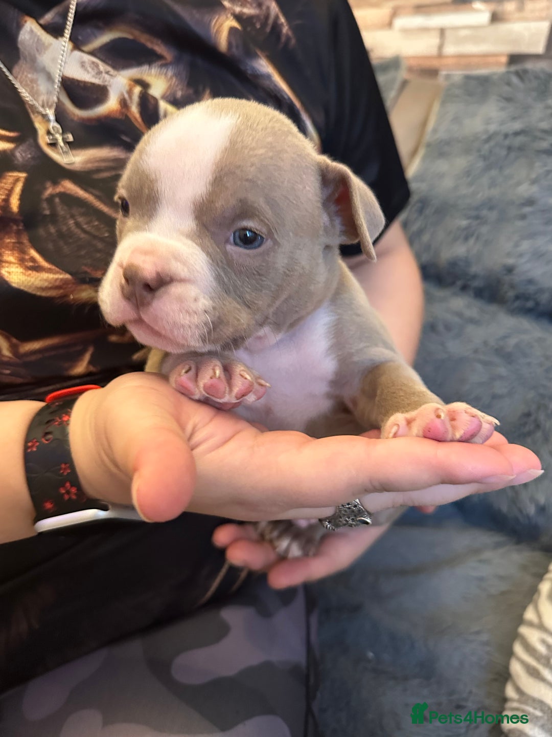 American Bully dogs for sale: 🐾 ABKC Registered Micro/Pocket Bully Puppies! 🐾 - Image 31