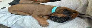 Puppy dog - Pale blue collar