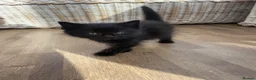 Mixed Breed cats for sale: 1 little full black boy - Advert 3