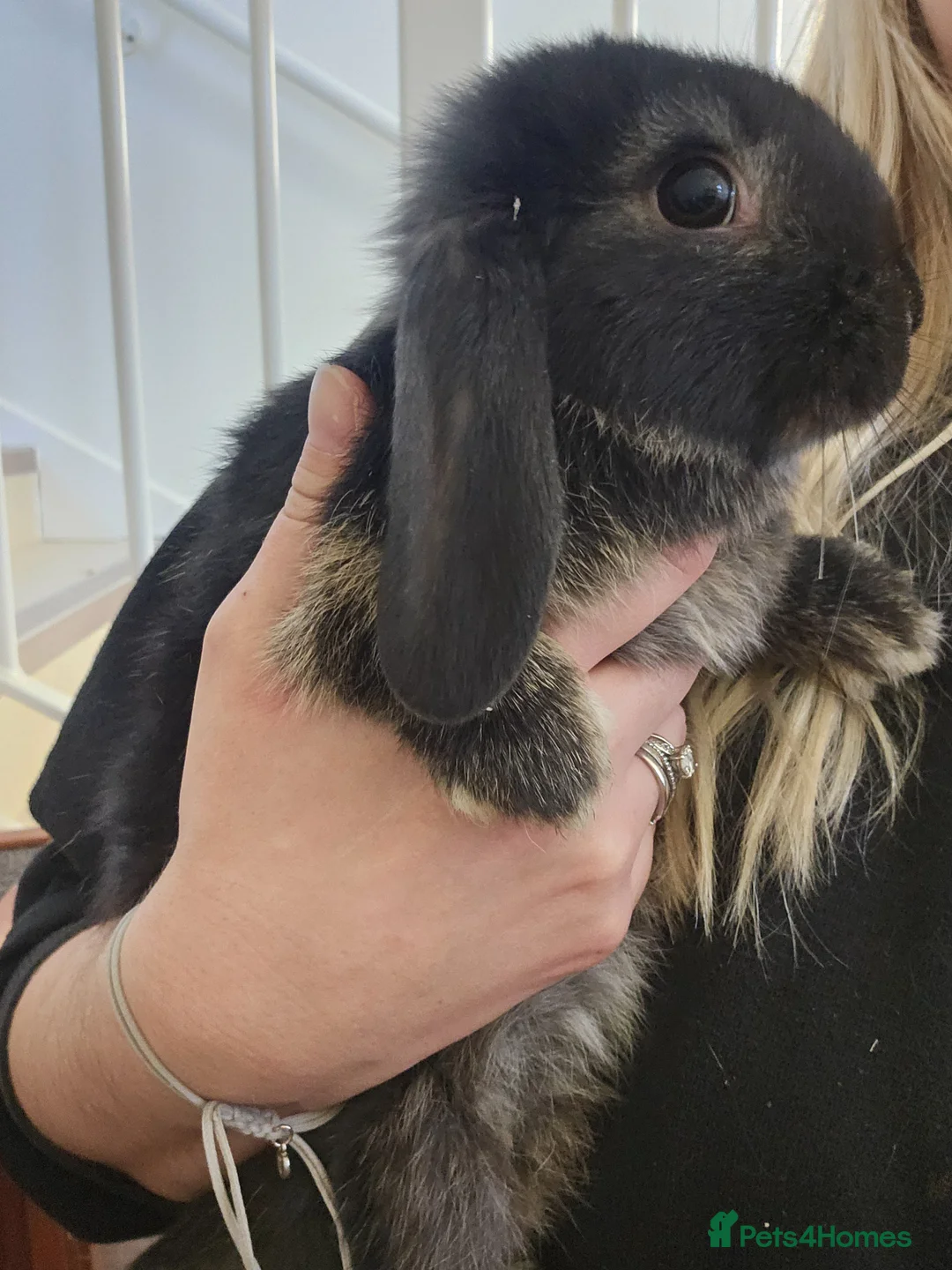 Mini Lion Lop rabbits for sale: Mini Lion Lop and Mini Lop both males - Advert 4