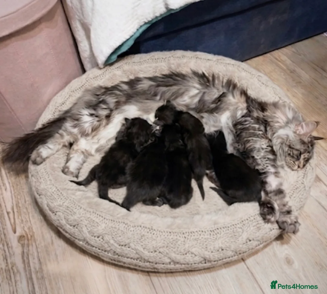 Maine Coon cats for sale: MONSTRUAL GIANTS! Elite MAINE COON Kittens  - Advert 33