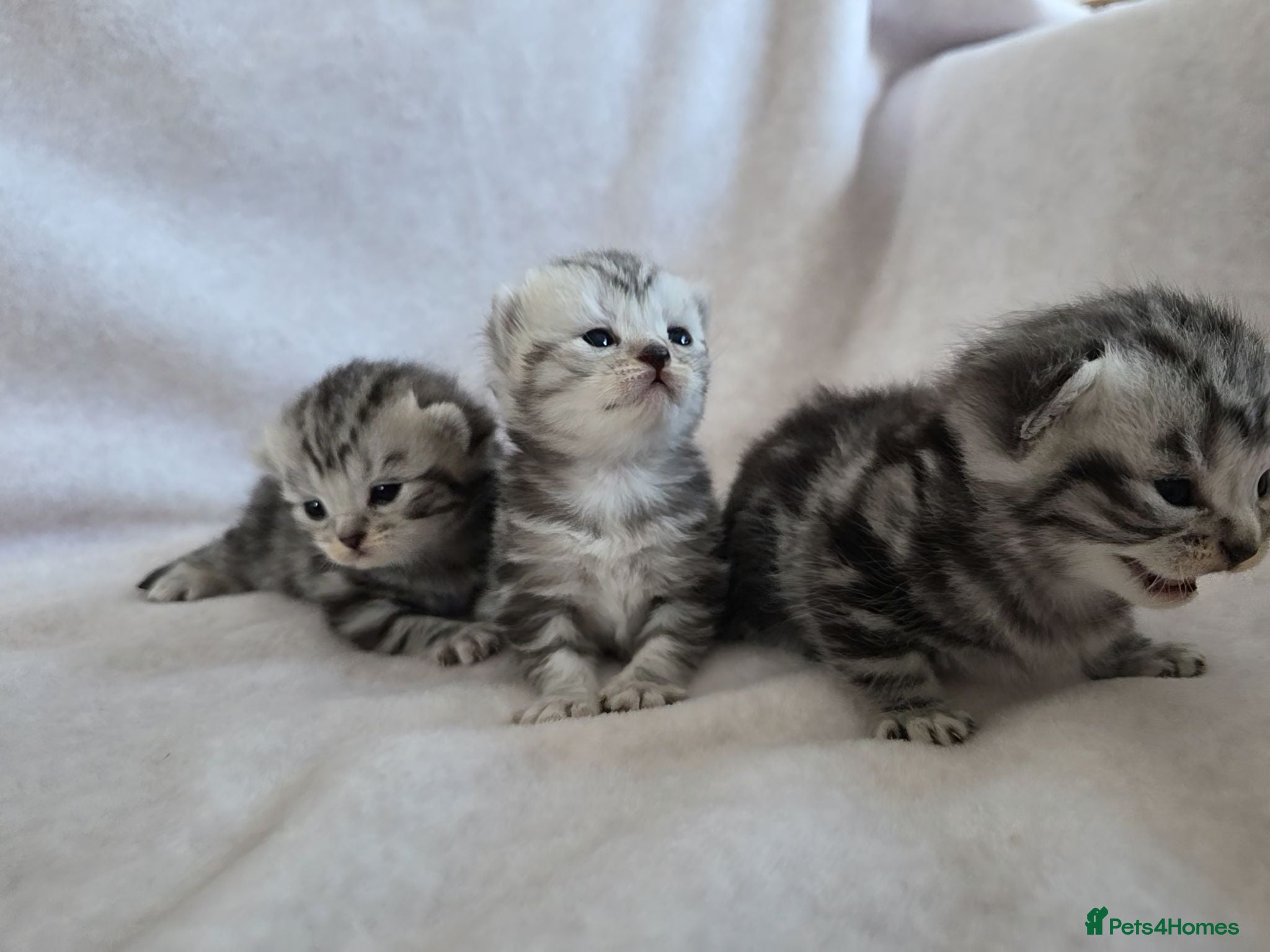 British Shorthair cats Original BSH Silver Tabby kittens  - Advert 1