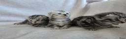 British Shorthair cats for sale: Original BSH Silver Tabby kittens  - Advert 1