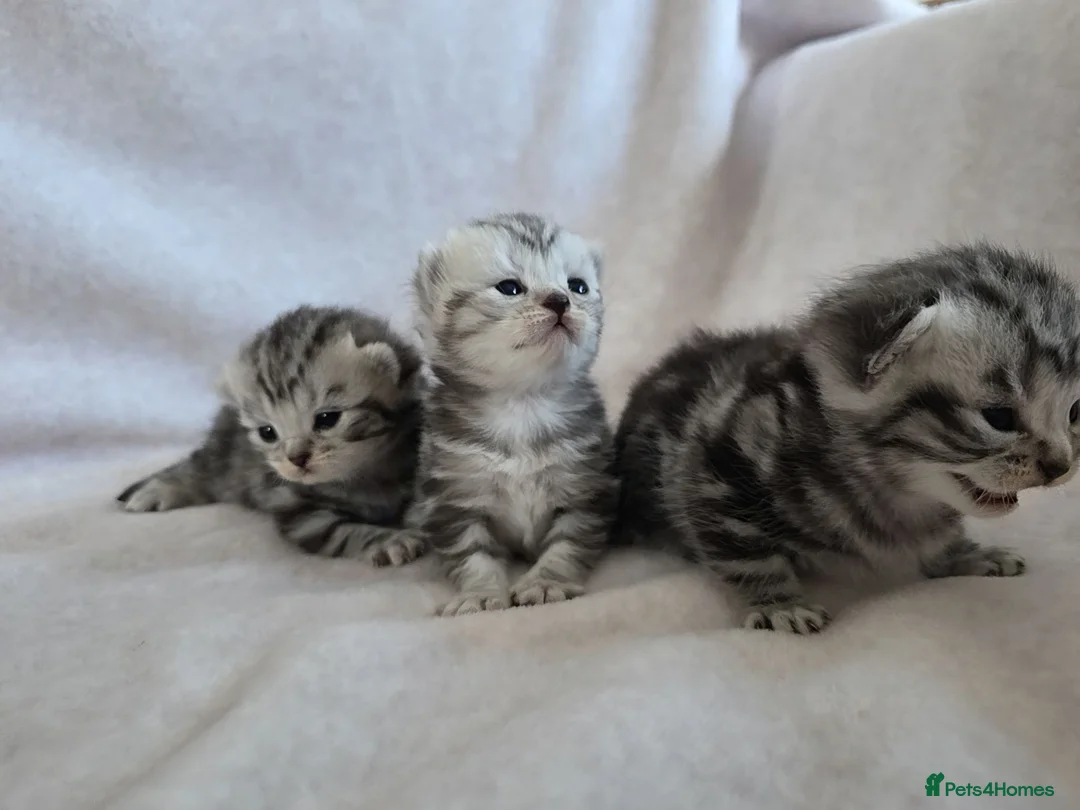 British Shorthair cats for sale: Original BSH Silver Tabby kittens  - Advert 1