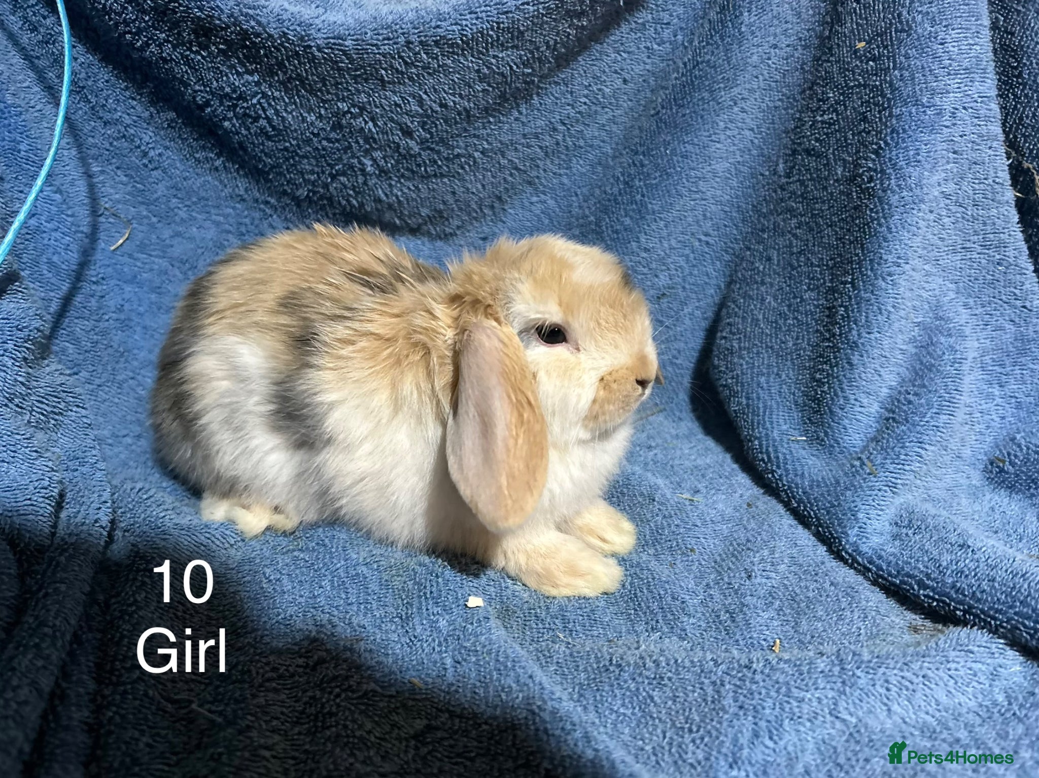 Dwarf Lop rabbits Baby dwarf lop rabbits  - Advert 1