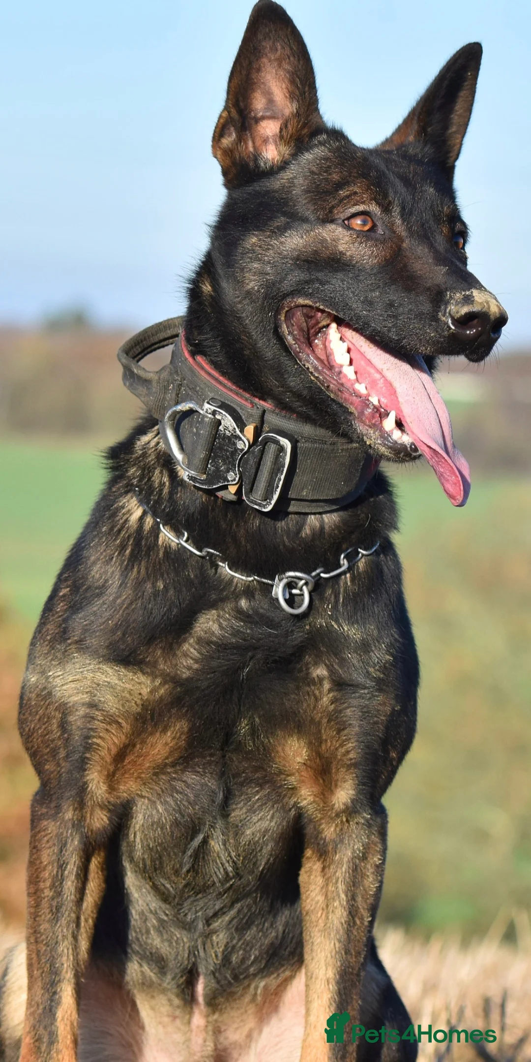 Mixed Breed dogs for sale: Reduced bullherders proven lines  - Advert 32